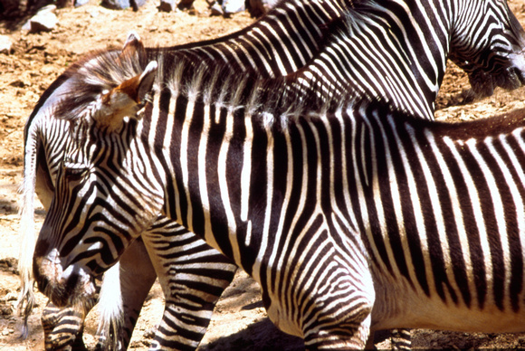 "Zebras" - Denver Zoo.