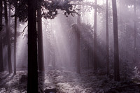 "Misty Dawn" Medicine Bow National Forest, Wyo.