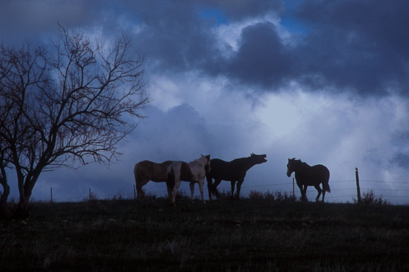 "Horsing Around" - Foothills of the Bighorn Mountains near Sheridan, WY.
