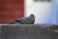 "Mourning Dove"