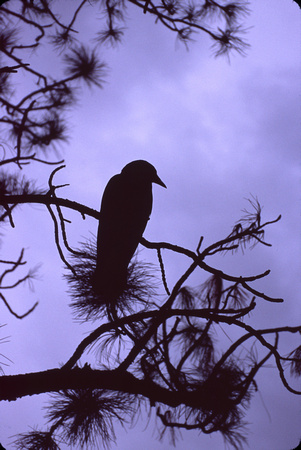 "Raven" - Yellowstone