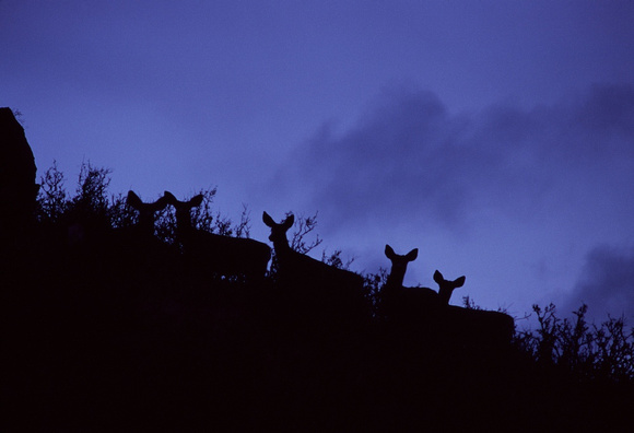 "Ladies of The Evening" - Mule deer near Crystal Reservoir, Wyoming.